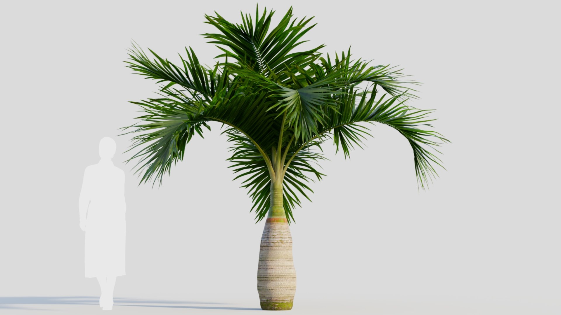 3D model Hyophorbe lagenicaulis a https://p.turbosquid.com/ts-thumb/8q/L9Jvso/JG/hyophorbelagenicaulisa_9/jpg/1713688026/1920x1080/fit_q87/792803d1e56fb35f092dc1139649e729dbf38f5b/hyophorbelagenicaulisa_9.jpg