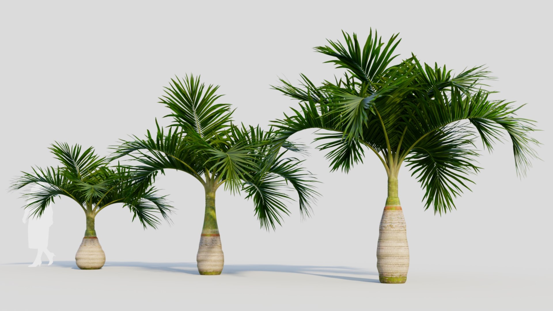 3D model Hyophorbe lagenicaulis a https://p.turbosquid.com/ts-thumb/8q/L9Jvso/ot/hyophorbelagenicaulisa_3/jpg/1713688065/1920x1080/fit_q87/741485fa81993626f68c9787a56de93ab056e7fc/hyophorbelagenicaulisa_3.jpg