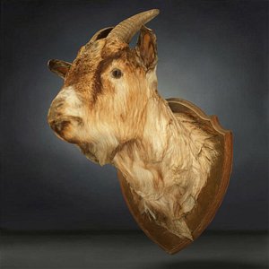 Goat Head Model