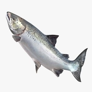 3d model atlantic salmon fish rigged