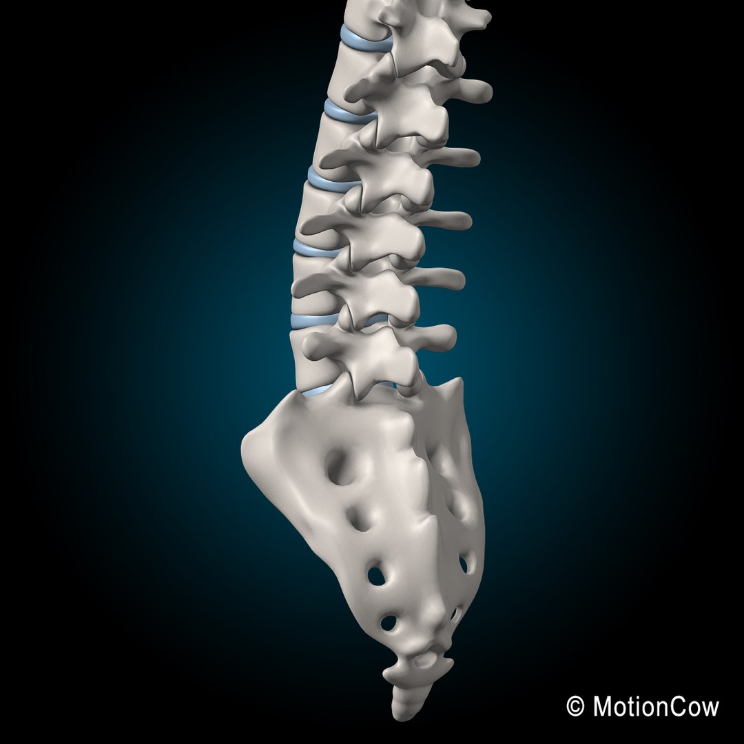 human anatomy rigged 3d model https://p.turbosquid.com/ts-thumb/8q/UpKiGo/2pg70VGP/spine_i/jpg/1479267844/1920x1080/fit_q87/d7699772c48f092ff3f443ba6fa56762f6f59485/spine_i.jpg