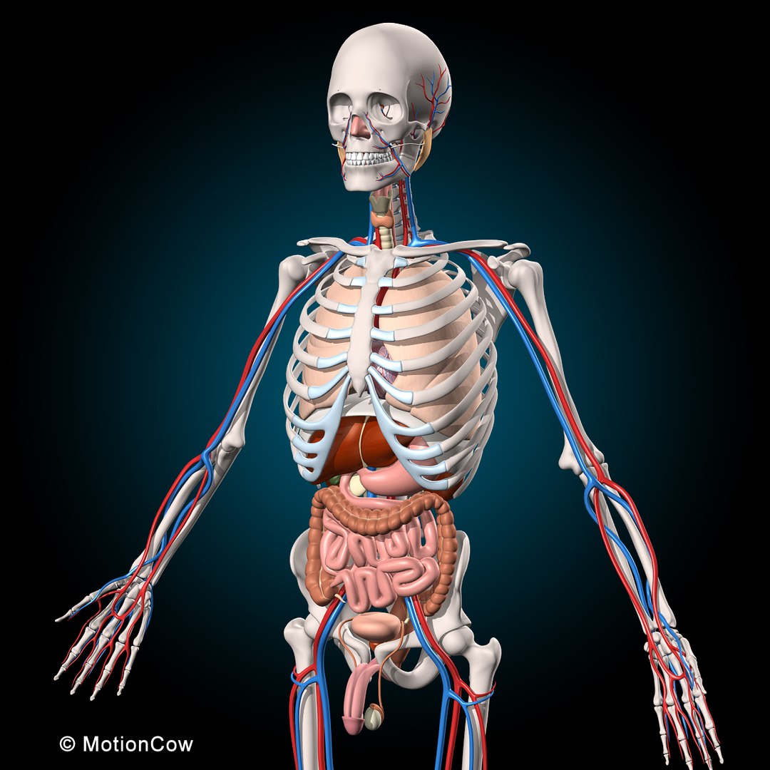 human anatomy rigged 3d model https://p.turbosquid.com/ts-thumb/8q/UpKiGo/6buH83K0/3_muscules_skeleton_anatomy_b/jpg/1479267843/1920x1080/fit_q87/cfb5c1a835d225f4ea3997133cc052587e9efd8d/3_muscules_skeleton_anatomy_b.jpg