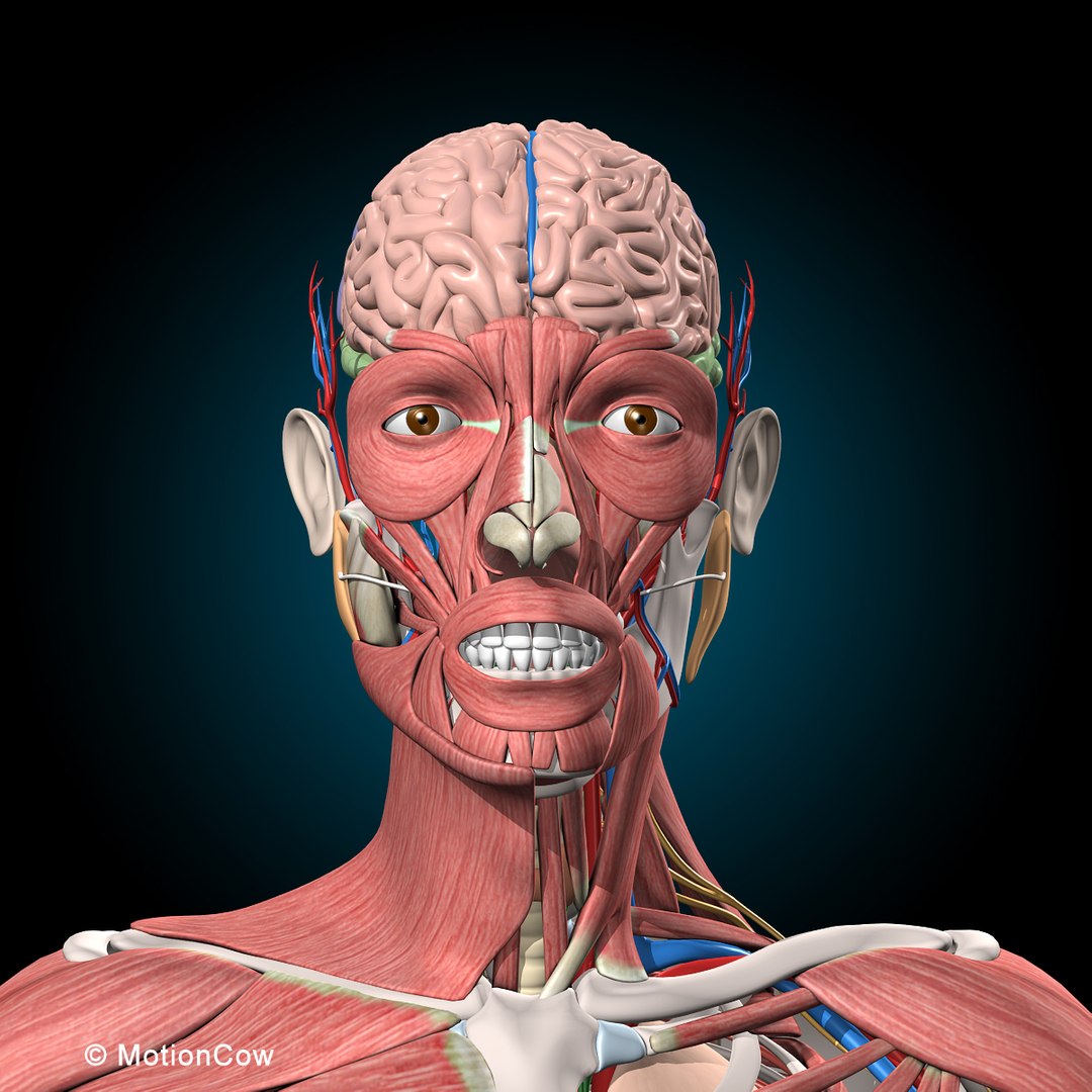 human anatomy rigged 3d model https://p.turbosquid.com/ts-thumb/8q/UpKiGo/8sQohi0r/8a_head_muscles_brain_c/jpg/1479267843/1920x1080/fit_q87/8492055e64c2758d9bfc97f359258dcb4f57a0df/8a_head_muscles_brain_c.jpg