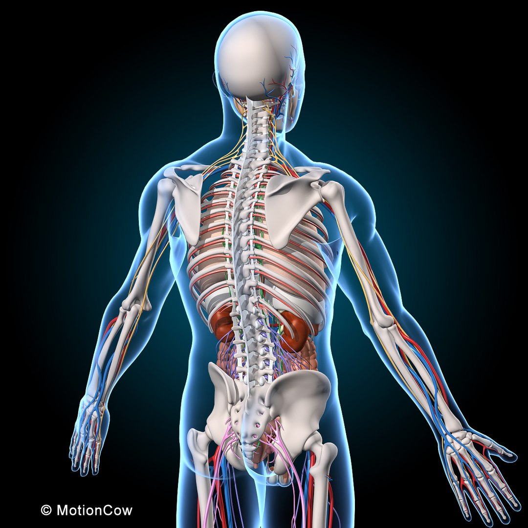 human anatomy rigged 3d model https://p.turbosquid.com/ts-thumb/8q/UpKiGo/9CWyRUH4/4_muscules_skeleton_anatomy_a2/jpg/1479267843/1920x1080/fit_q87/8b254cea4c4098ea6e8e243b29d9792db00e2cd4/4_muscules_skeleton_anatomy_a2.jpg