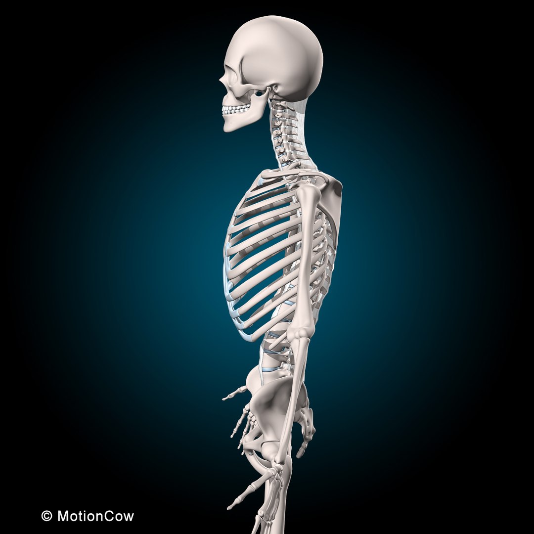 human anatomy rigged 3d model https://p.turbosquid.com/ts-thumb/8q/UpKiGo/DJiwFlYu/skeleton_e/jpg/1479267844/1920x1080/fit_q87/3c75bcc1f992e1c88622e318fc86c2bb5ce97ee0/skeleton_e.jpg