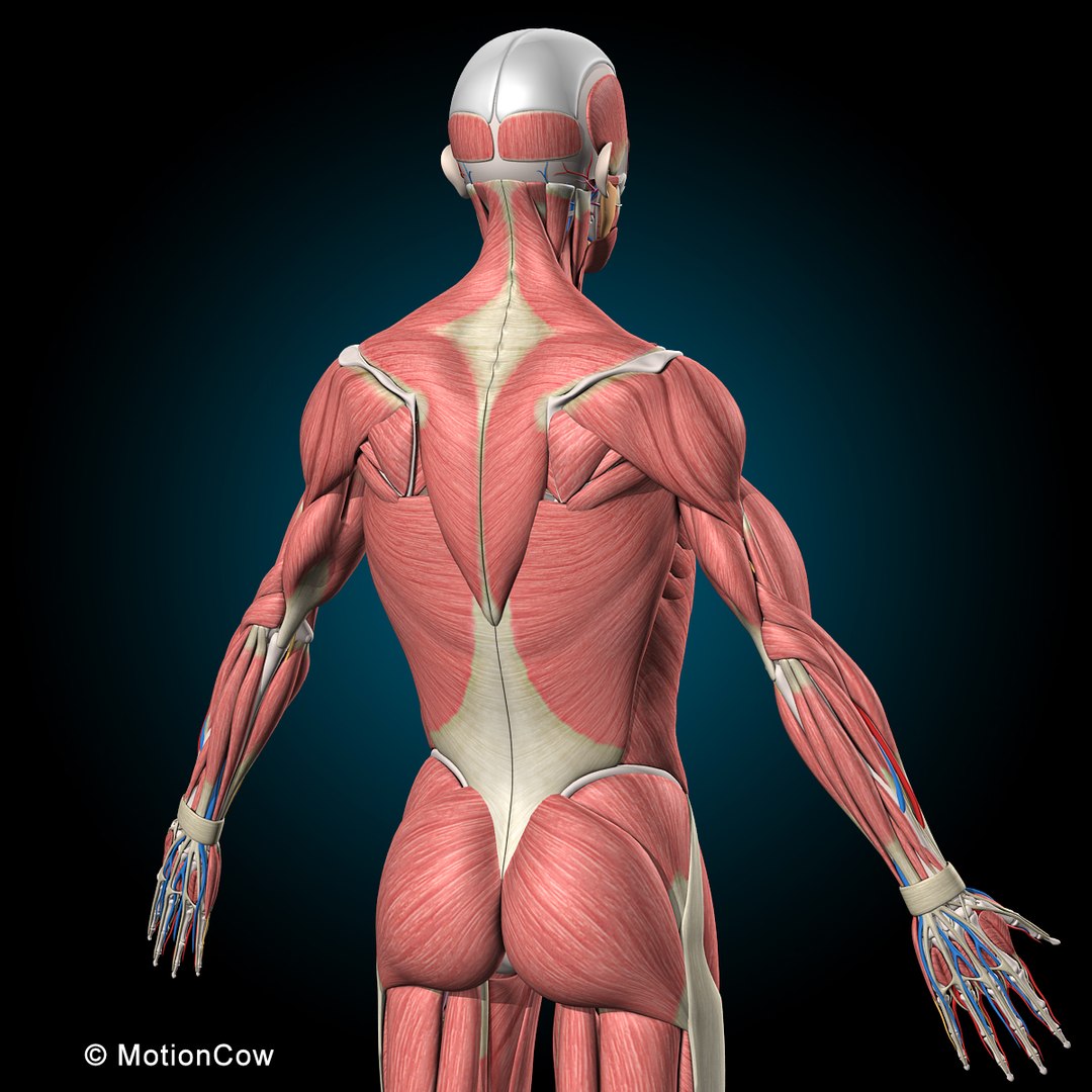 human anatomy rigged 3d model https://p.turbosquid.com/ts-thumb/8q/UpKiGo/F26ancCh/4_muscules_skeleton_anatomy_a/jpg/1479267843/1920x1080/fit_q87/ec0d68e0d0583370c514c67073664b1179dd3e5e/4_muscules_skeleton_anatomy_a.jpg