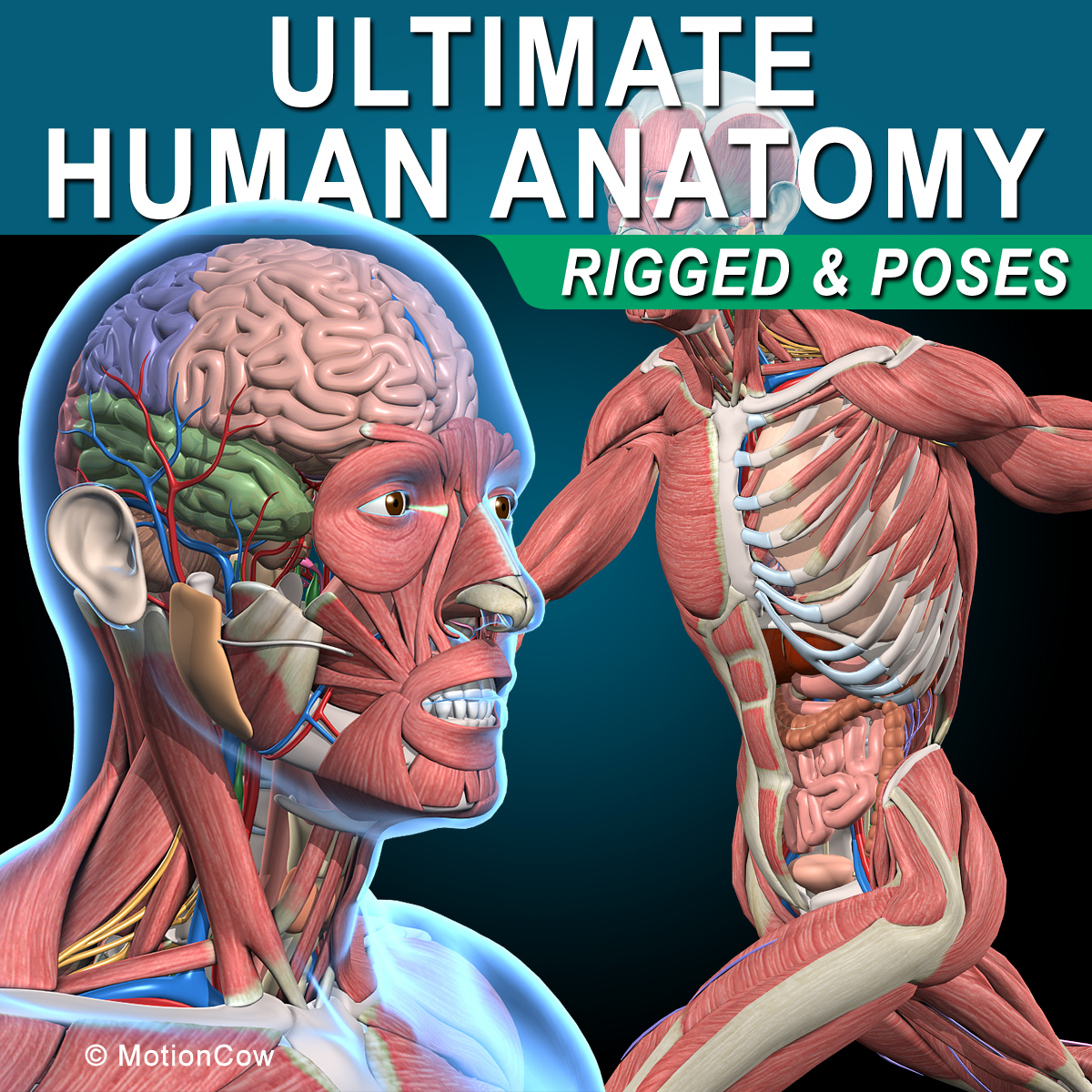 human anatomy rigged 3d model