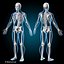 human anatomy rigged 3d model