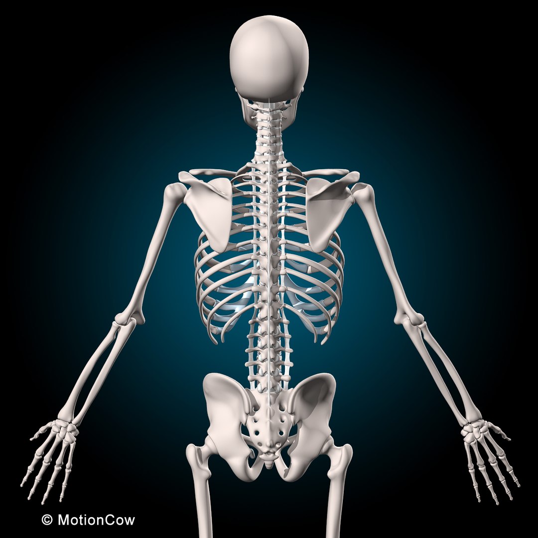 human anatomy rigged 3d model https://p.turbosquid.com/ts-thumb/8q/UpKiGo/QI9sCePA/skeleton_d/jpg/1479267844/1920x1080/fit_q87/2f1cc36638110d885a813b2e9876da1b9f1fd3d6/skeleton_d.jpg
