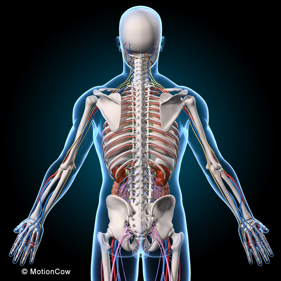 human anatomy rigged 3d model https://p.turbosquid.com/ts-thumb/8q/UpKiGo/VCh2Dg1y/2_muscules_skeleton_anatomy_a2/jpg/1479267842/1920x1080/fit_q87/78499344f6b7abafd4884cc98ae70842bcd3a514/2_muscules_skeleton_anatomy_a2.jpg