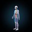 human anatomy rigged 3d model