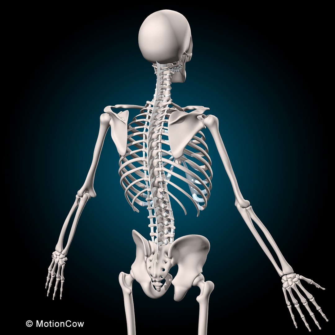 human anatomy rigged 3d model https://p.turbosquid.com/ts-thumb/8q/UpKiGo/dsli13Q7/skeleton_b/jpg/1479267844/1920x1080/fit_q87/6cd0fd616cdfab9457c72137e8b1eebffbf187c8/skeleton_b.jpg
