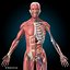 human anatomy rigged 3d model
