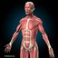 human anatomy rigged 3d model