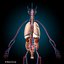 human anatomy rigged 3d model