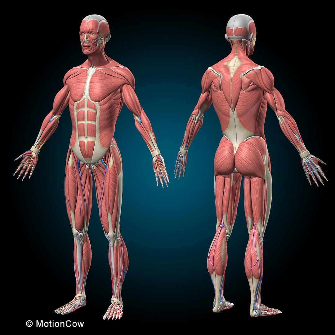 human anatomy rigged 3d model https://p.turbosquid.com/ts-thumb/8q/UpKiGo/rHoBq1Ga/0a_muscules_skeleton_anatomy_full_ac/jpg/1479631643/1920x1080/fit_q87/cb3b0aa7fc3299b6b5e98e72f506df18b91c653f/0a_muscules_skeleton_anatomy_full_ac.jpg