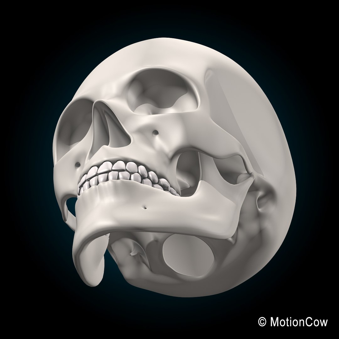 human anatomy rigged 3d model https://p.turbosquid.com/ts-thumb/8q/UpKiGo/tCGbNNCY/skeleton_i_skull_f/jpg/1479267844/1920x1080/fit_q87/7b9dd2f780985b0294213ecfe9e5c079db479a27/skeleton_i_skull_f.jpg