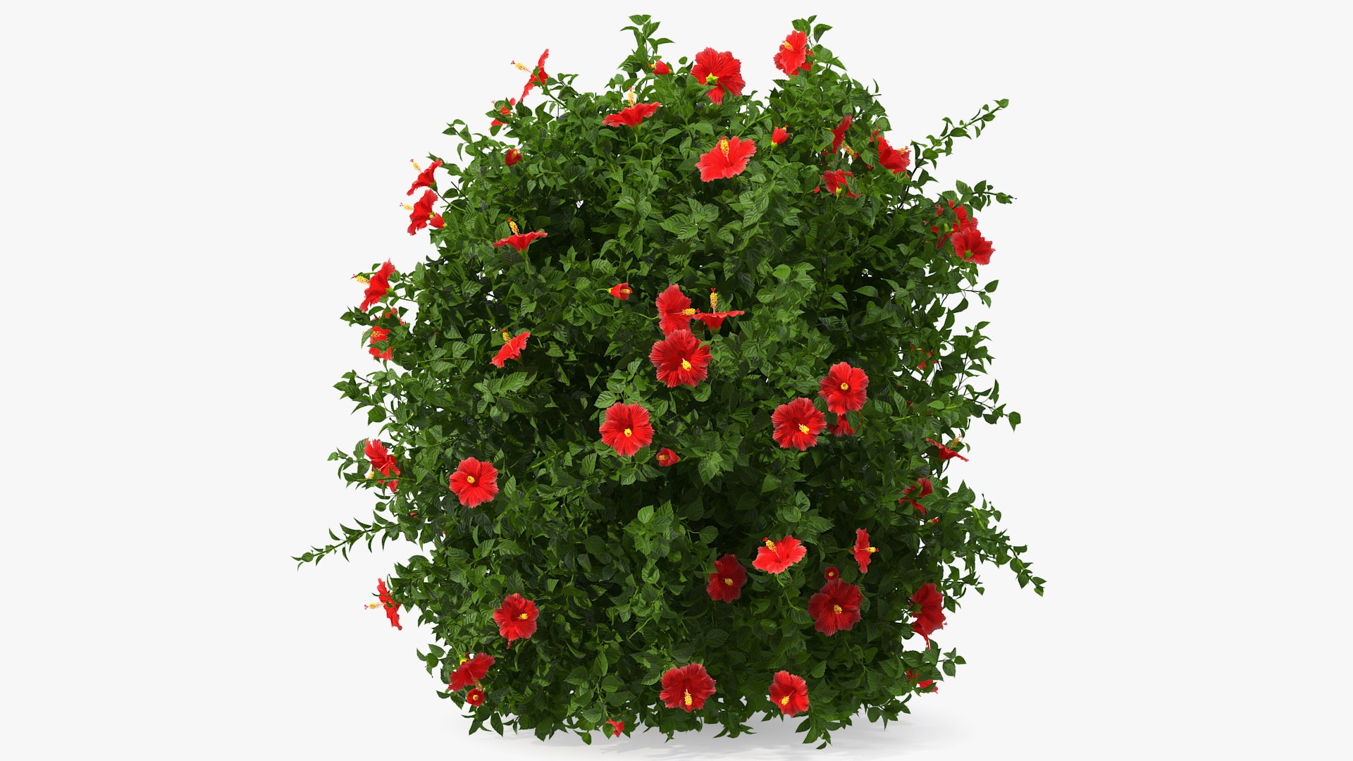 Flowering Hibiscus Bush Red 3D model preview