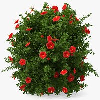 Flowering Hibiscus Bush Red