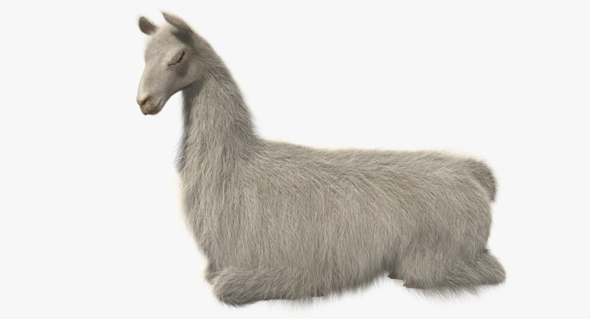 white llama 3d obj https://p.turbosquid.com/ts-thumb/8q/WCEfT5/2ZFNN6BB/rp04/jpg/1468916913/1920x1080/fit_q87/8905319a371b5394068a7550143b9762e1e37373/rp04.jpg