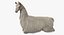 White Llama