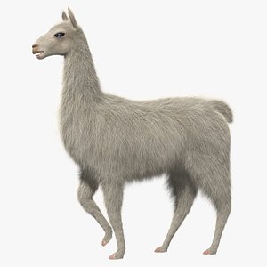 White Llama