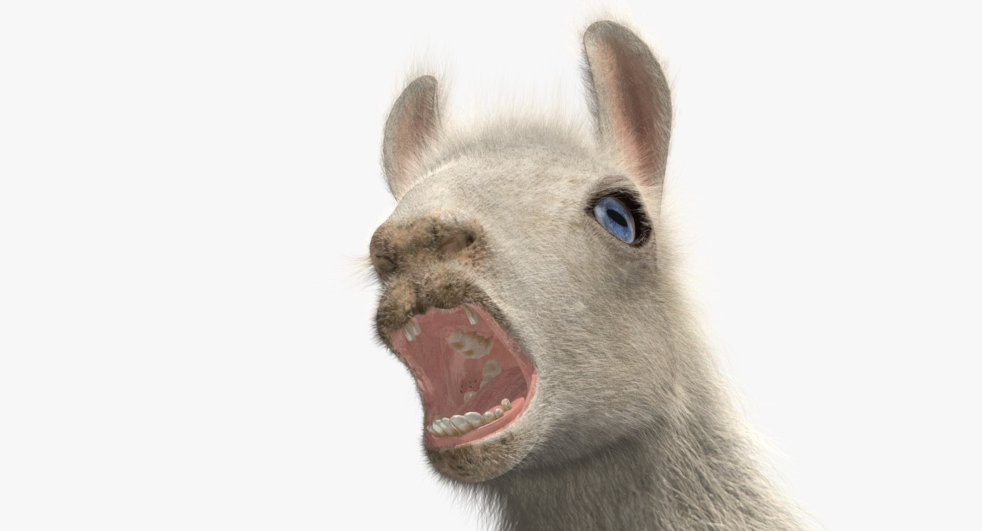 white llama 3d obj https://p.turbosquid.com/ts-thumb/8q/WCEfT5/DU9pkPjE/rp07/jpg/1468916914/1920x1080/fit_q87/628167e655dc48696e5796c6a744b22f6f513dc8/rp07.jpg
