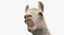 White Llama
