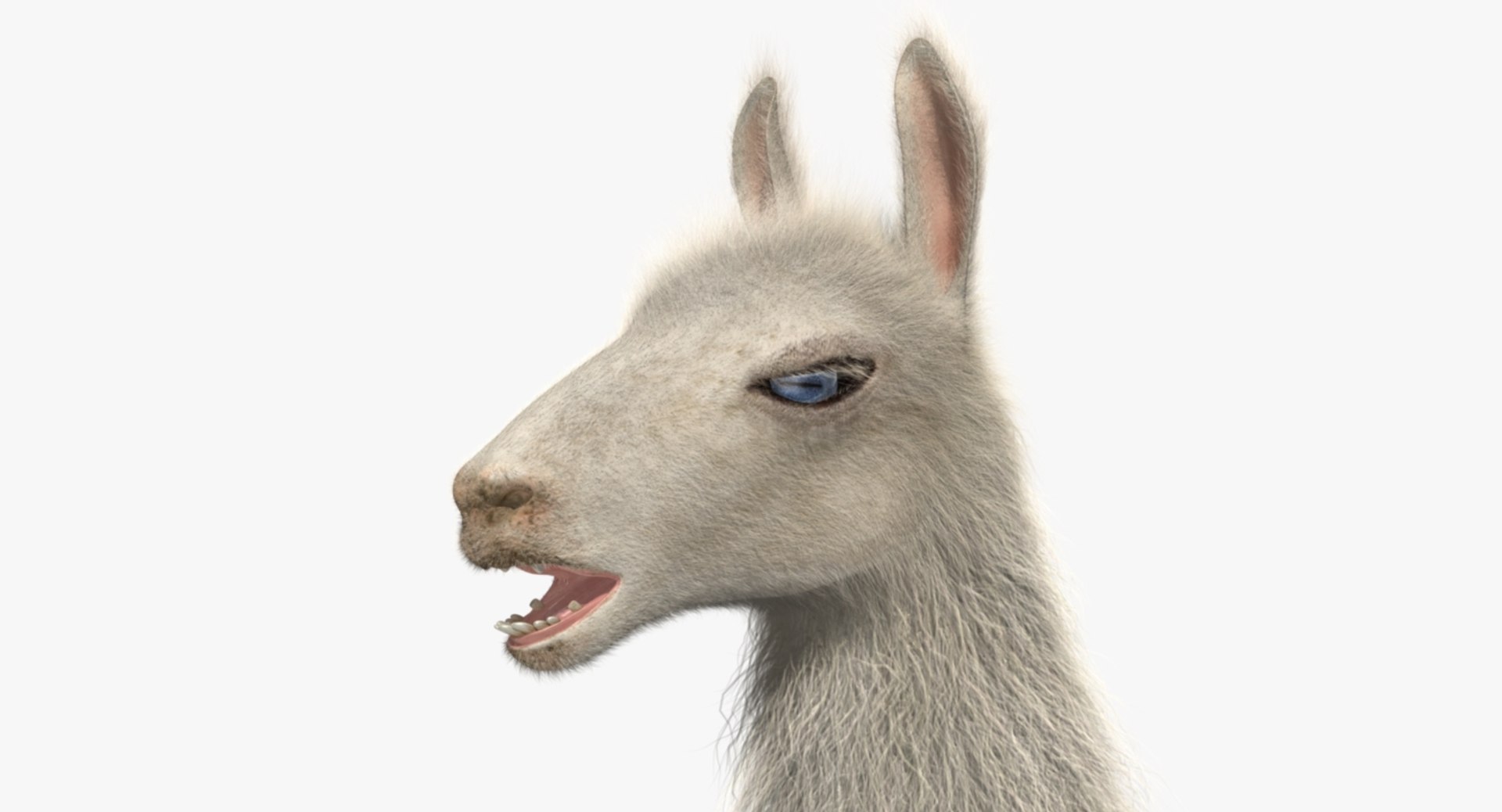 white llama 3d obj https://p.turbosquid.com/ts-thumb/8q/WCEfT5/Ga6Ox2PZ/rp03/jpg/1468852841/1920x1080/fit_q87/856b91942acad6a061fa109740ee7e2b1e0c22f0/rp03.jpg