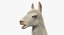 White Llama