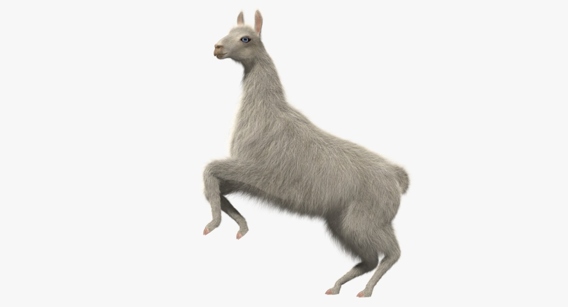 white llama 3d obj https://p.turbosquid.com/ts-thumb/8q/WCEfT5/IFoYbedw/rp09/jpg/1468943432/1920x1080/fit_q87/76d810209e6853e332f8a7482f0db643f5a790ce/rp09.jpg