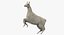 White Llama