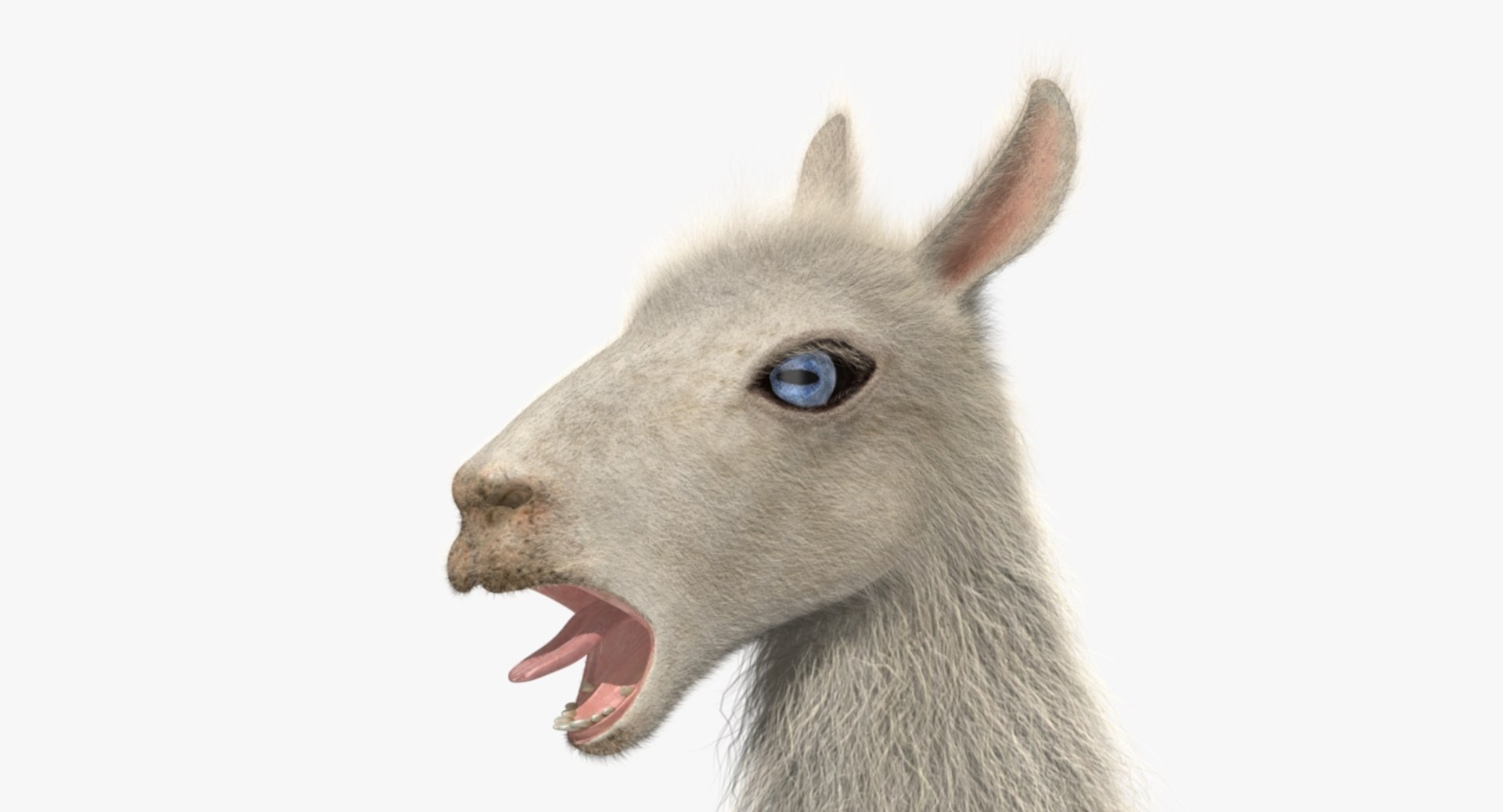white llama 3d obj https://p.turbosquid.com/ts-thumb/8q/WCEfT5/T22wY5zu/rp01/jpg/1468852841/1920x1080/fit_q87/e4ce91ba6b08058cf7fdbd0ede9eb55ff53428c4/rp01.jpg