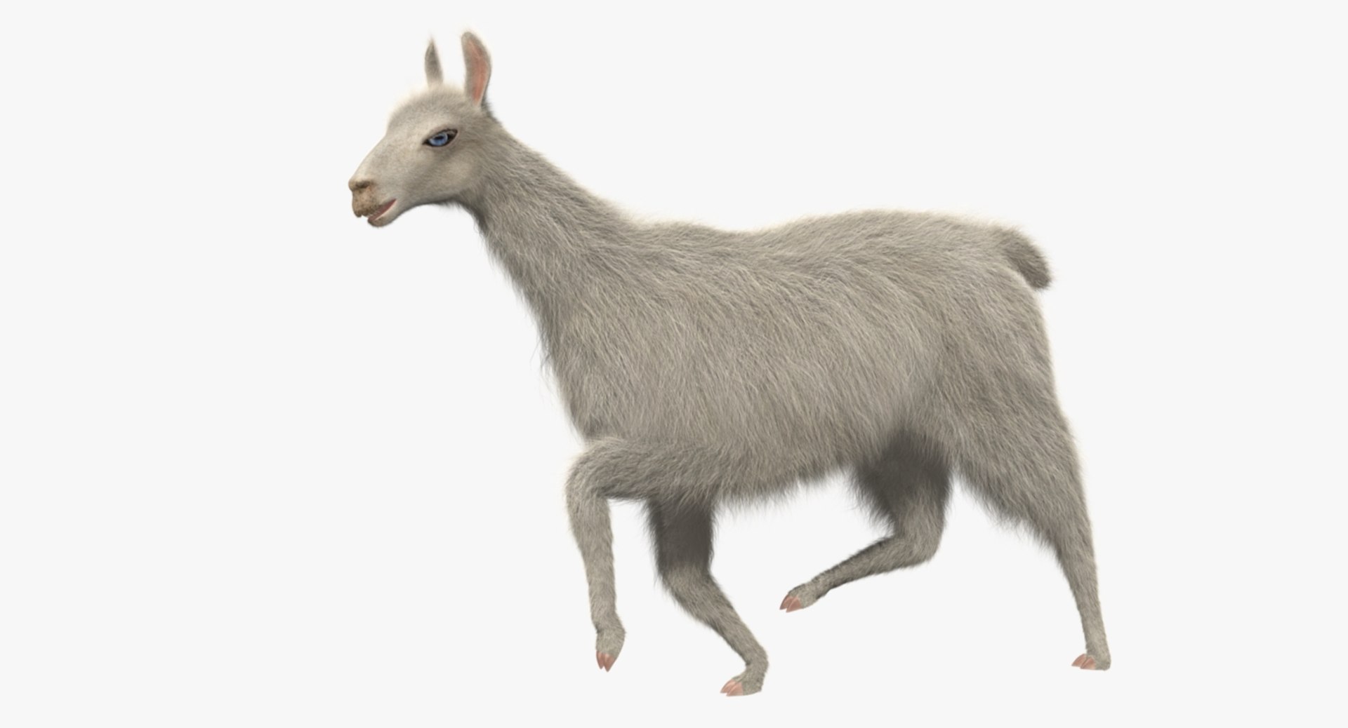 white llama 3d obj https://p.turbosquid.com/ts-thumb/8q/WCEfT5/YWud3gFd/rp08/jpg/1468916914/1920x1080/fit_q87/8e5b913a27836c43edf6e9f801f374b339bb20d6/rp08.jpg