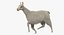 White Llama