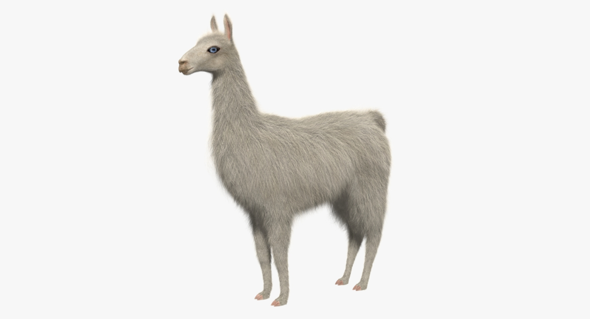 white llama 3d obj https://p.turbosquid.com/ts-thumb/8q/WCEfT5/ab5cvi5i/white_llama_rot/jpg/1468943499/1920x1080/turn_fit_q99/fde17f492cdea871ee0db1689428f68a131f9e61/white_llama_rot-1.jpg