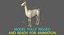 White Llama