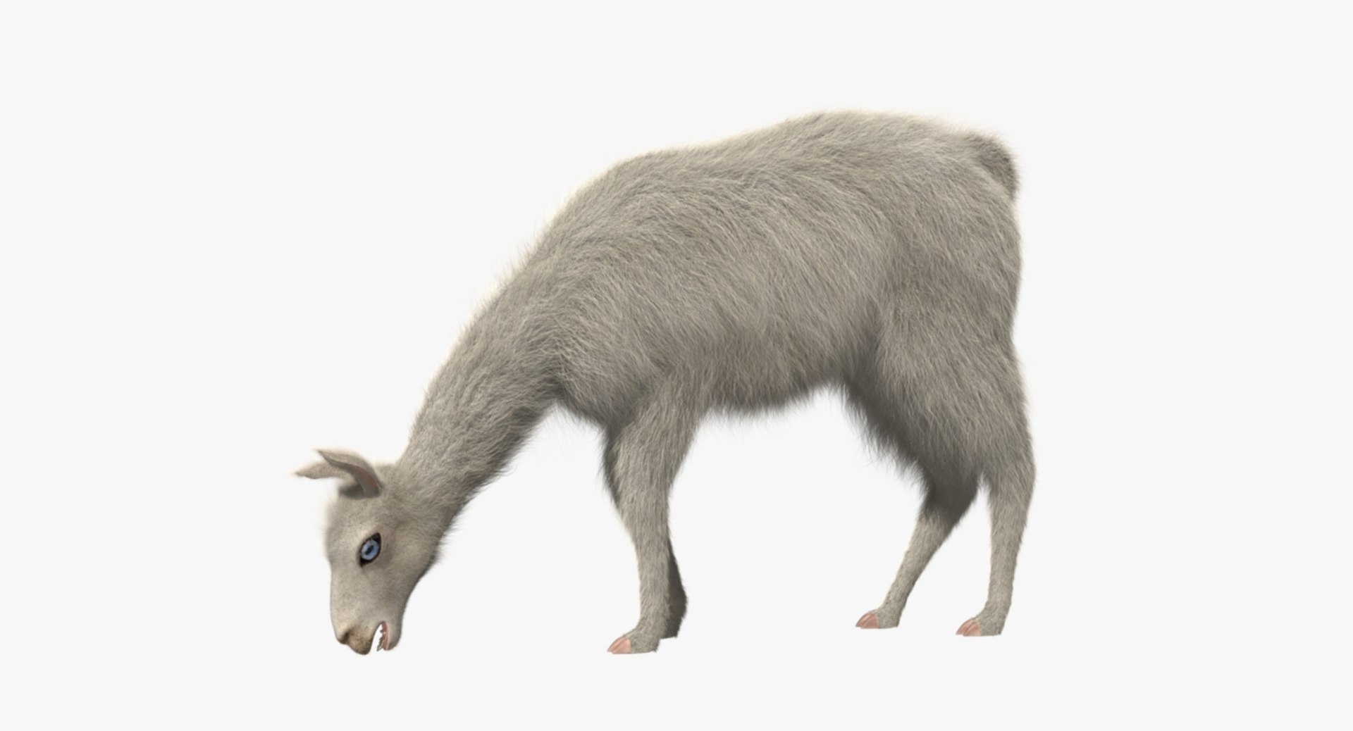 white llama 3d obj https://p.turbosquid.com/ts-thumb/8q/WCEfT5/pbueAjEK/rp10/jpg/1468943432/1920x1080/fit_q87/676c6589cb0bcfe7fe4ee4f6f5c77b4566505cf5/rp10.jpg