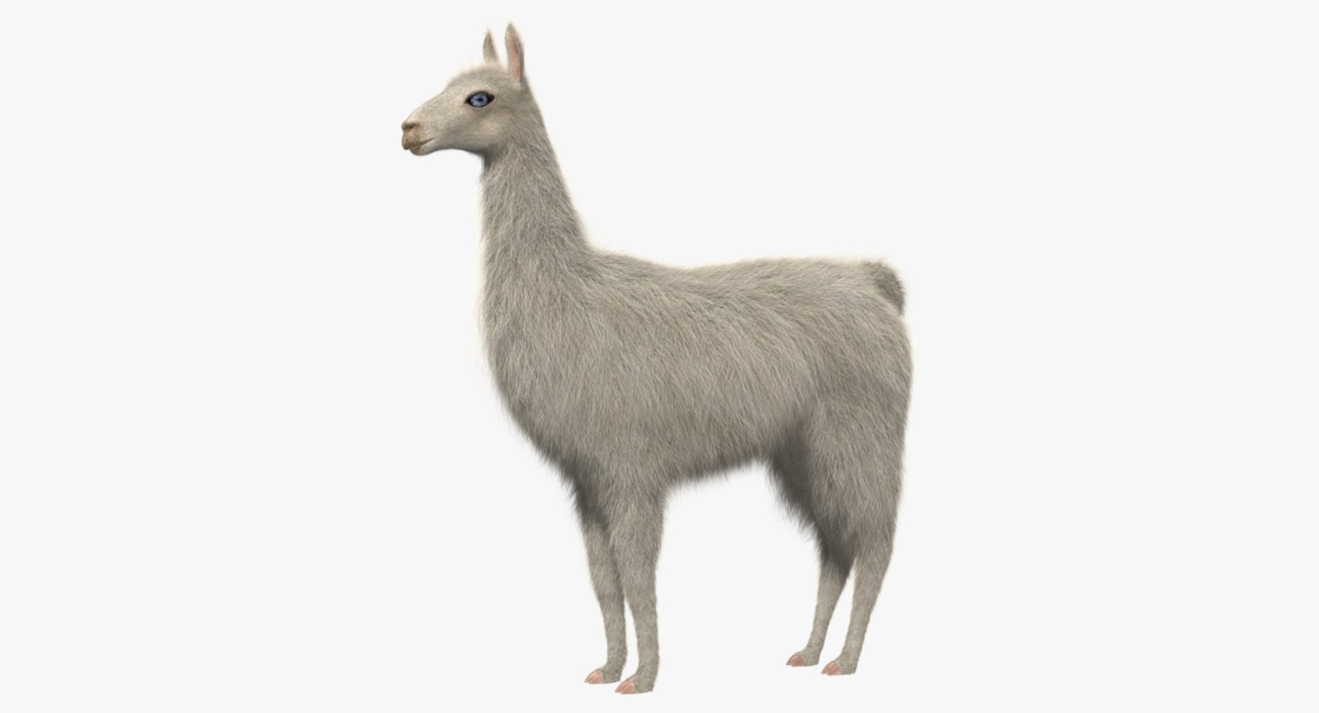 white llama 3d obj https://p.turbosquid.com/ts-thumb/8q/WCEfT5/rpLhGNak/r00/jpg/1468852841/1920x1080/fit_q87/a9309b171cd304f0ceffc9c01675765abb9f17ef/r00.jpg