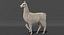 White Llama
