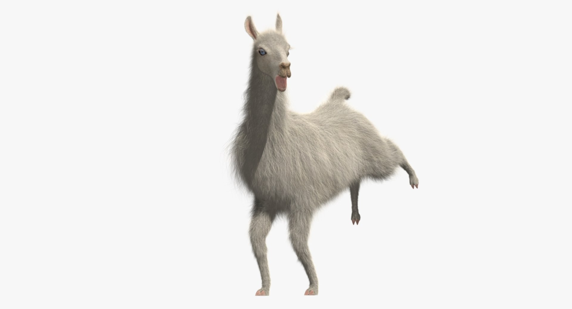 white llama 3d obj https://p.turbosquid.com/ts-thumb/8q/WCEfT5/yToZCk7a/rp06/jpg/1468916914/1920x1080/fit_q87/5f243814b29b8b363f711762ac4e717de3246084/rp06.jpg