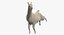 White Llama