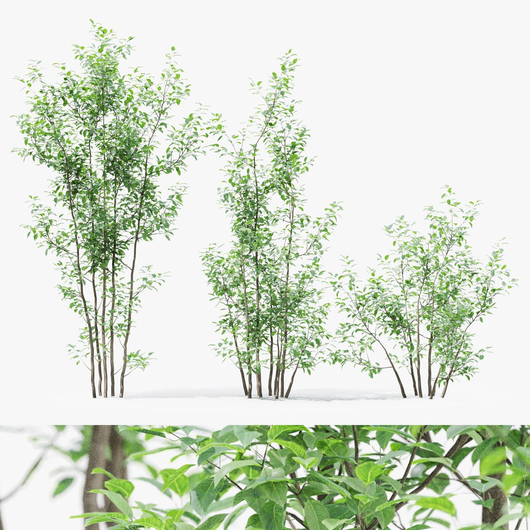 3D Tree 03 https://p.turbosquid.com/ts-thumb/8q/YQChET/iq/tree_03_247/jpg/1742976267/1920x1080/fit_q87/5f8a957fa6cf8dee6099254b1f79a16cf3a0fb92/tree_03_247.jpg