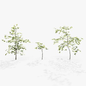 European Beech 08 3D Scanned Animated model