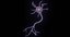 Multipolar Neuron