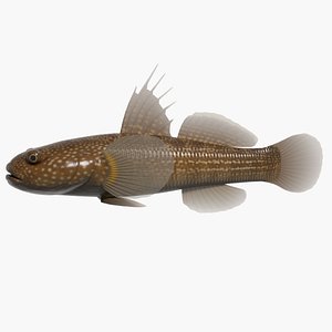 3d tridentiger obscurus swimming model