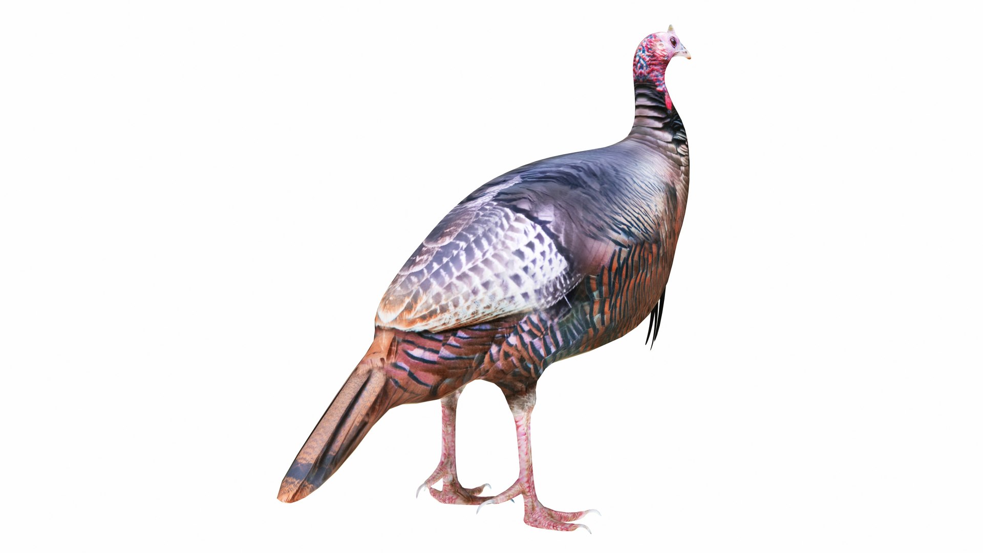 3D Turkey Model - TurboSquid 2330568