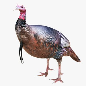 3D Turkey model