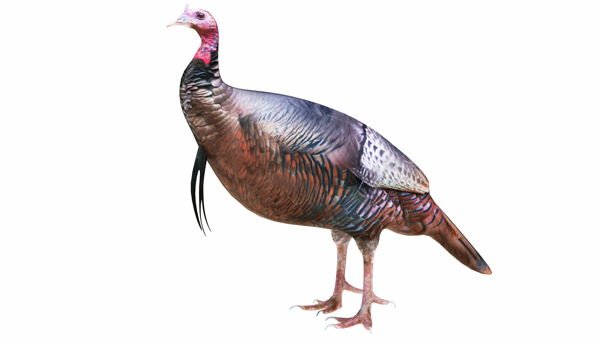 3D Turkey Model - TurboSquid 2330568