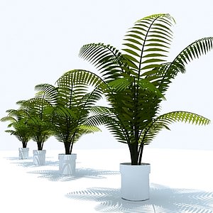 3d model palm plant